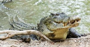 crocodiles_saltwater2-1030x542